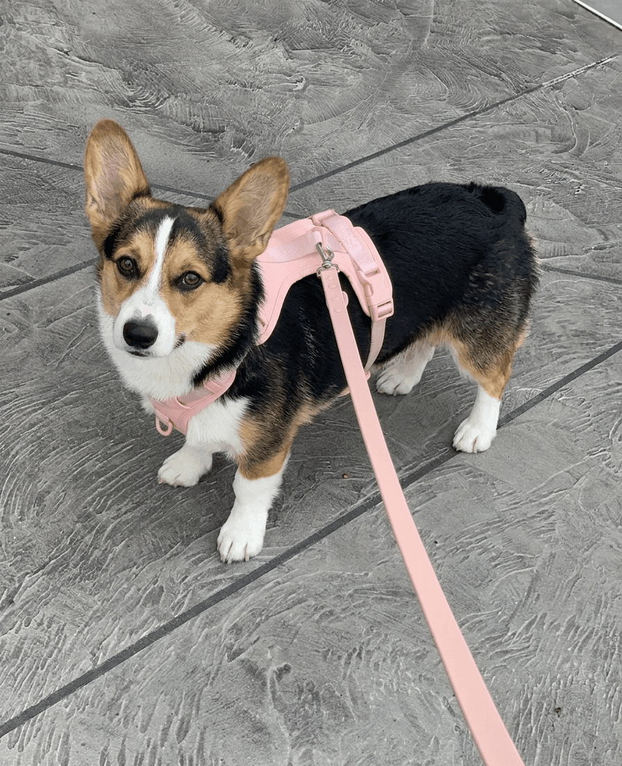 Corgi wearing a pink harness looking up, highlighting the importance of proper harness fit for Corgis with long bodies and short legs