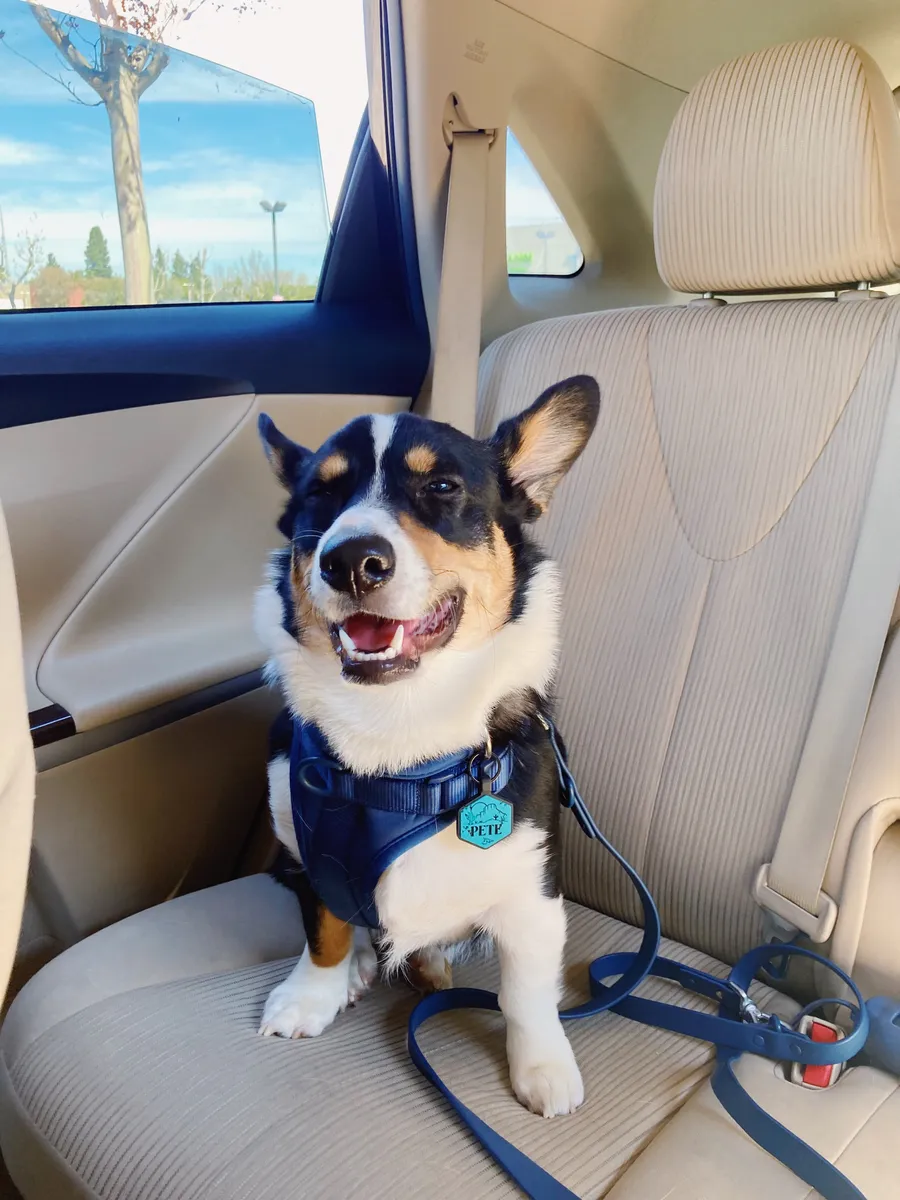Happy Corgi sitting in a car seat wearing a blue safety harness, perfect example of a well-fitted harness for travel and everyday use