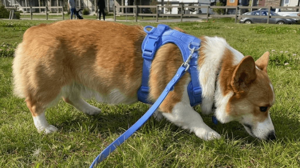 Corgi wearing a comfortable blue no-pull harness standing on green grass, demonstrating proper fit for short-legged breeds
