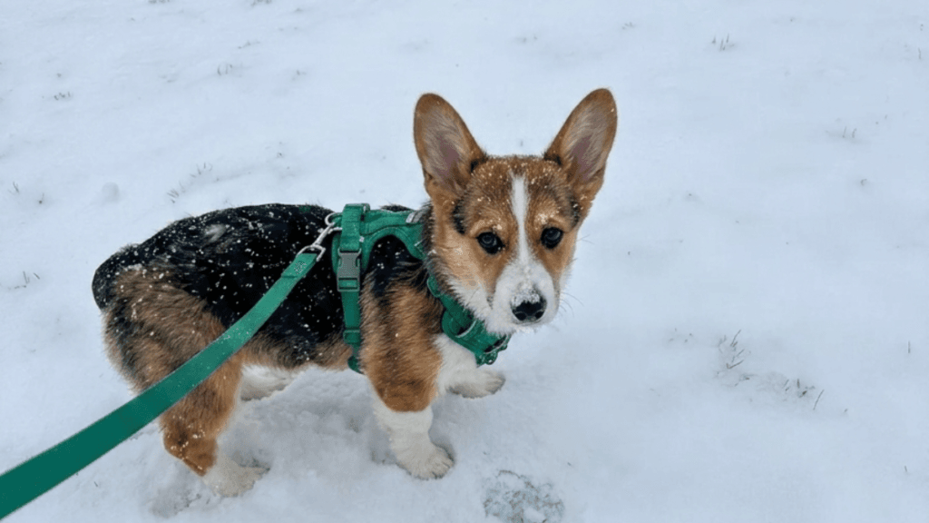 Corgi puppy wearing a green MoonianPet harness and leash walking in the snow — how to train a dog to walk on a leash
