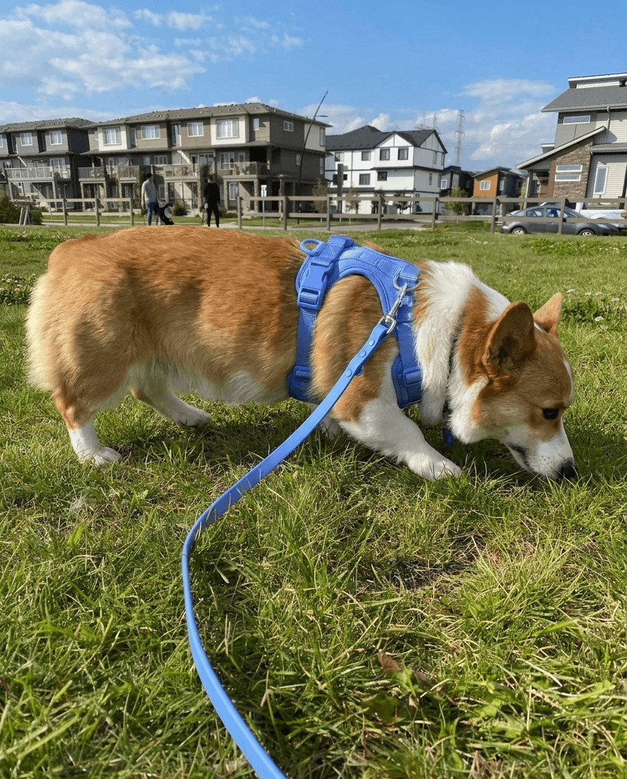 Corgi wearing a comfortable blue no-pull harness standing on green grass, demonstrating proper fit for short-legged breeds