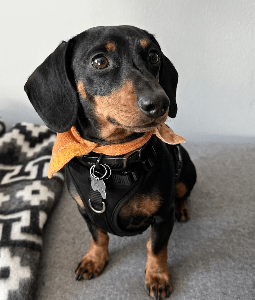 Cute black and tan Dachshund sitting and looking up while wearing a black no-pull harness with orange bandana, showing comfortable fit and adorable expression