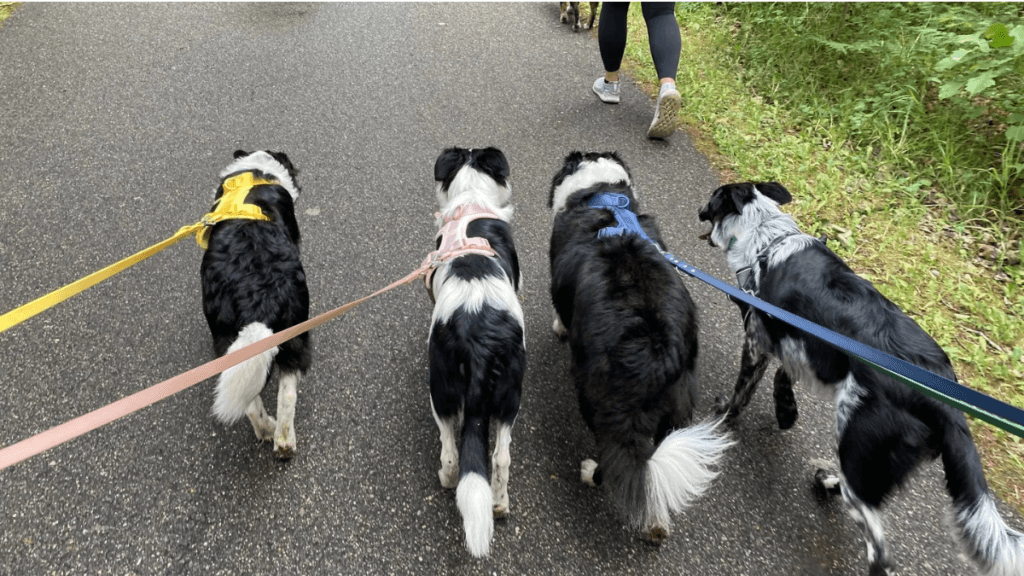 Four dogs wearing colorful harnesses walking together on a park trail during their daily walk, viewed from behind – ideal for understanding how long to walk your dog based on breed and age