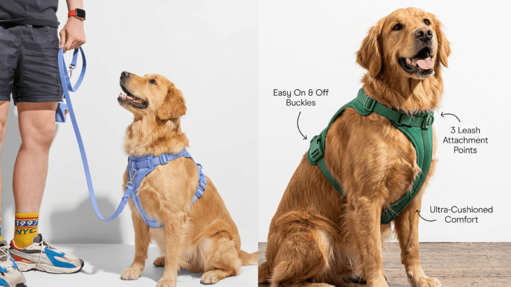 Golden Retriever wearing a periwinkle MoonianPet harness and leash on a walk — standard chest harness configuration