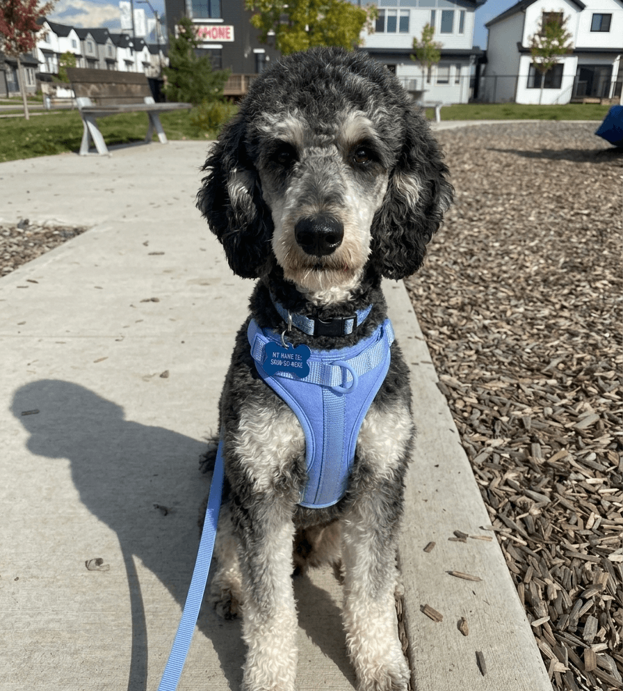 Gray and white poodle sitting on a concrete bench wearing a light blue comfortable harness with leash, looking at the camera in a sunny residential outdoor setting