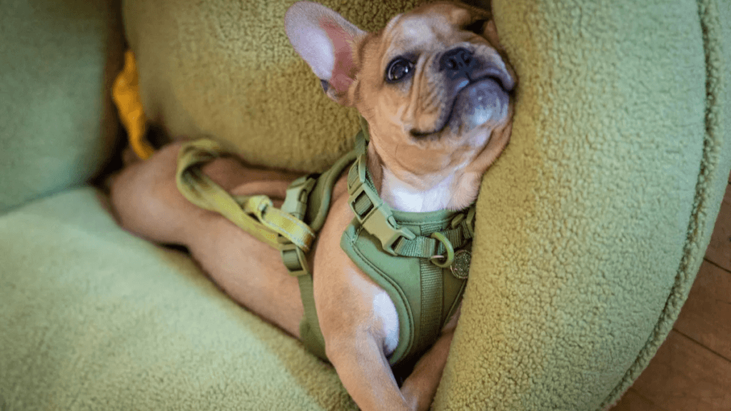 French Bulldog wearing MoonianPet green no-pull comfort dog harness on couch lifestyle photo