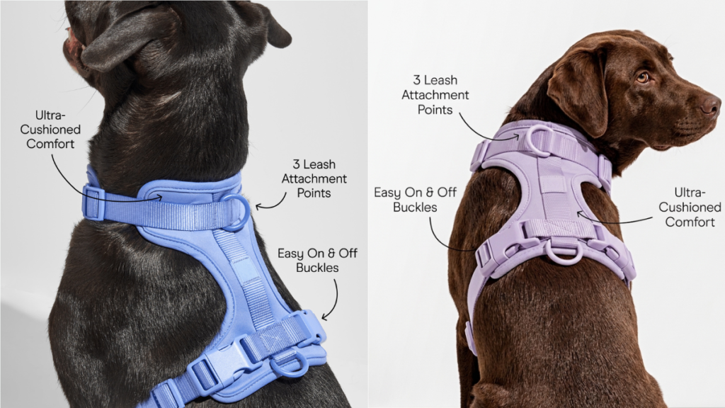 Two Labradors wearing MoonianPet no-pull harnesses in blue and purple, showcasing ultra-cushioned comfort, easy on & off buckles, and multiple leash attachment points – ideal for strength, fit, and pulling control