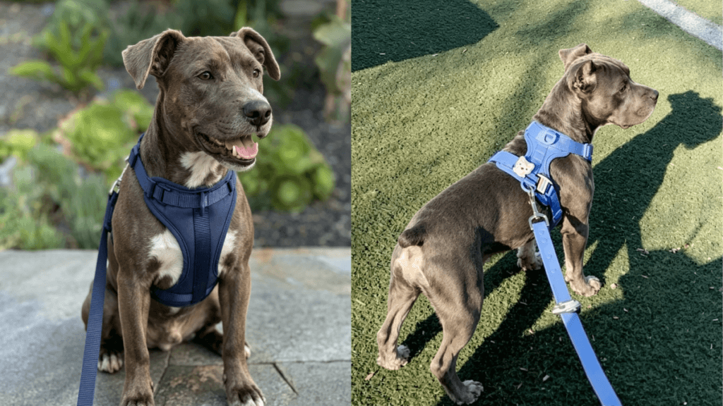 Gray Pitbull wearing MoonianPet navy blue no-pull dog harness - front and side view outdoor lifestyle photos