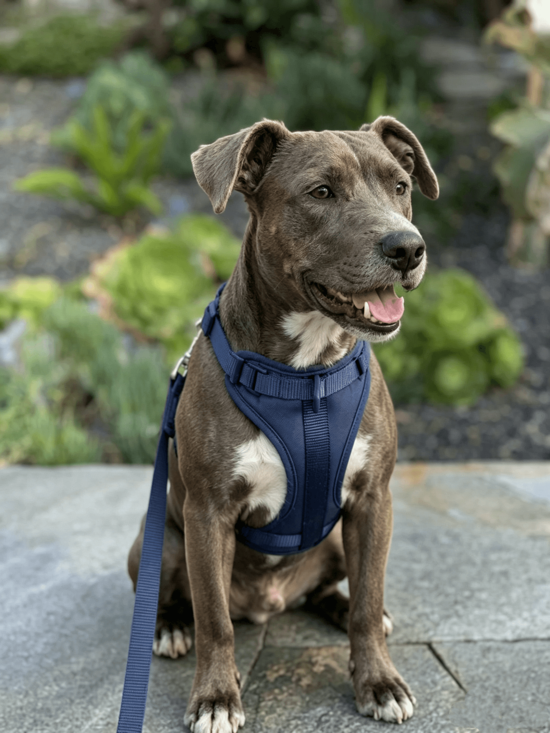 Happy gray Pitbull wearing MoonianPet navy blue no-pull dog harness sitting on stone path
