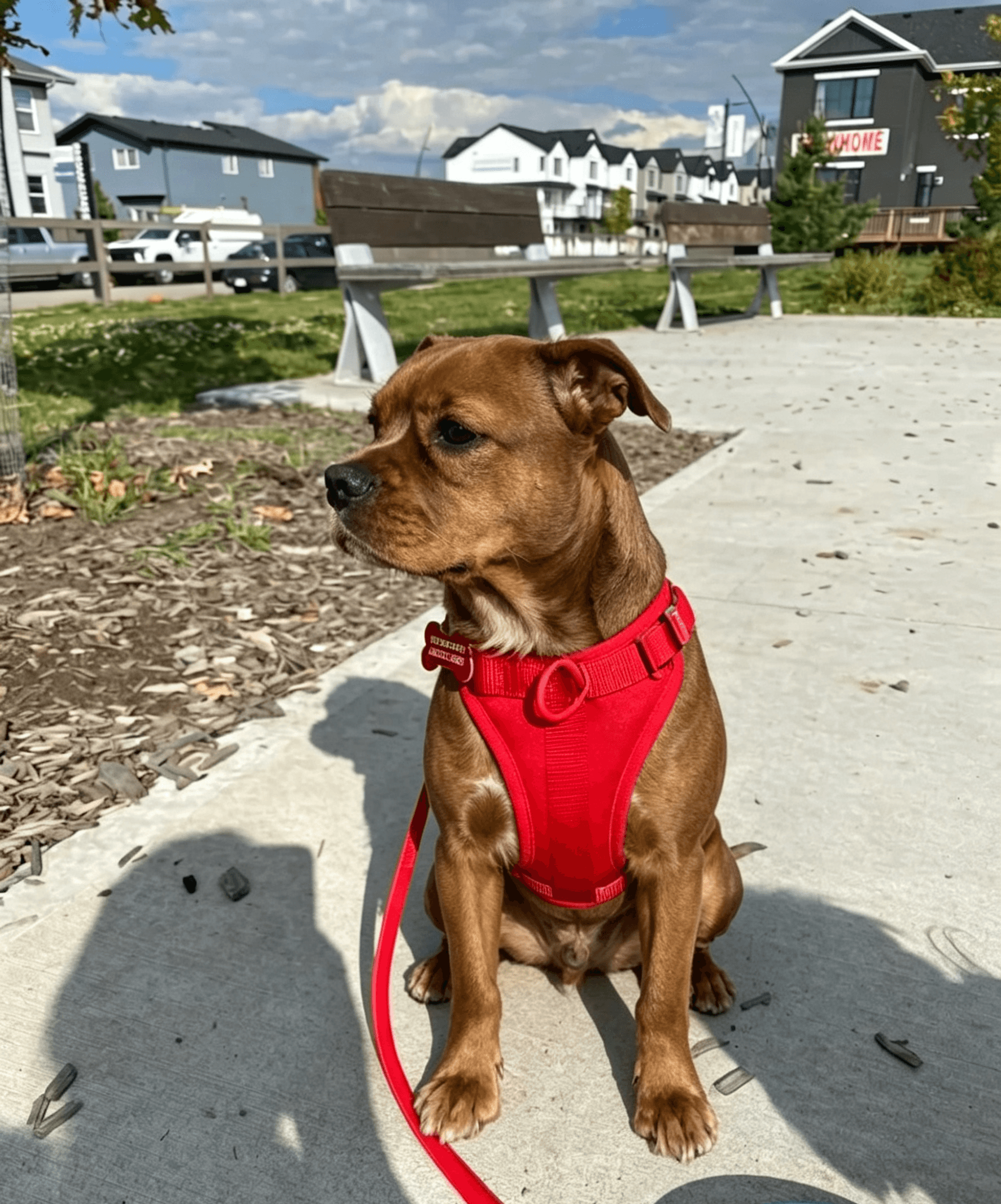 Brown Pitbull sitting outdoors wearing MoonianPet red comfort dog harness