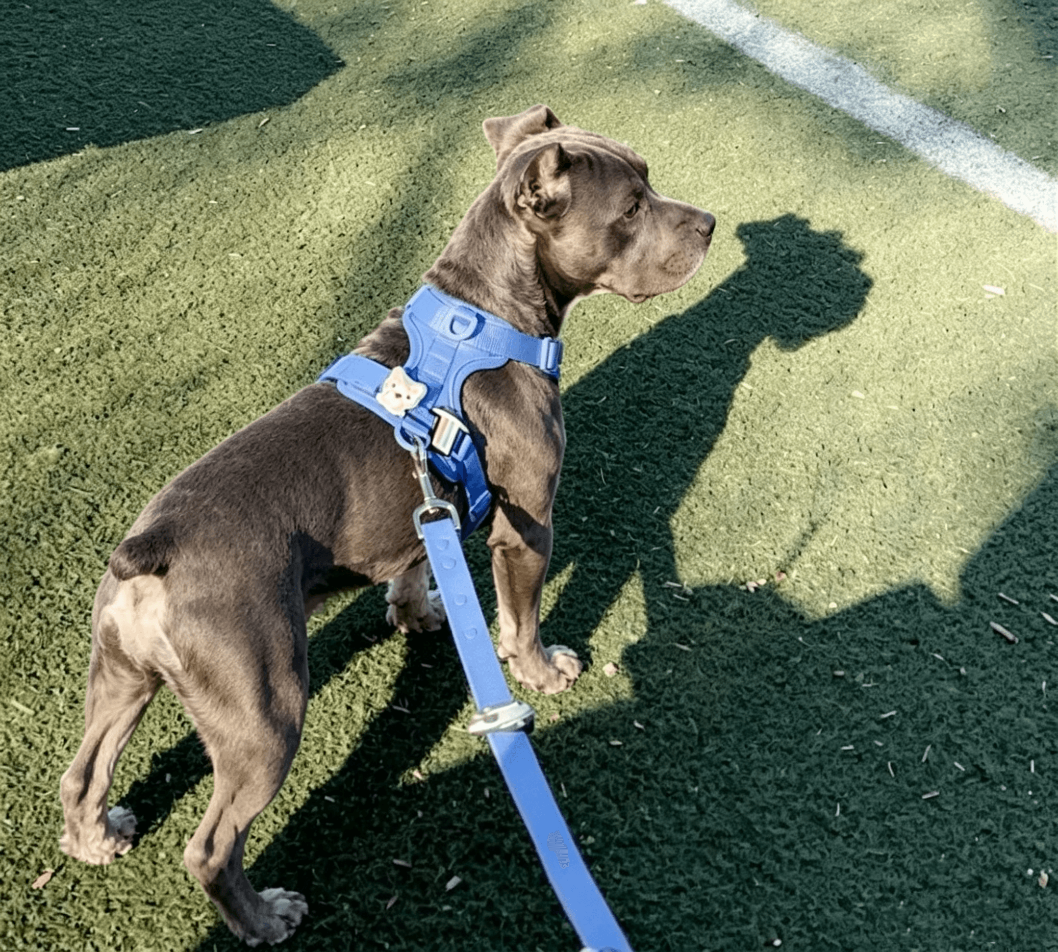 Gray Pitbull wearing MoonianPet sky blue no-pull dog harness standing on grass outdoor