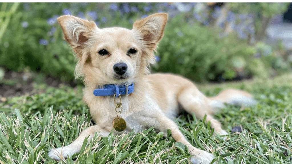 Cute small Chihuahua lying on green grass wearing a comfortable blue dog collar, featured image for dog collar guide