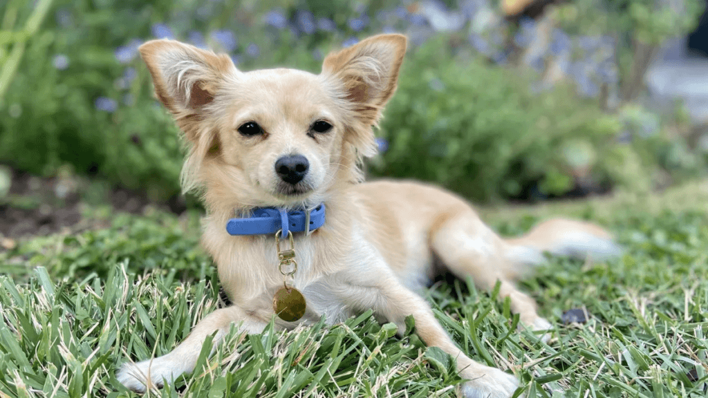 Waterproof dog collar with name plate on a cute small dog outdoors, showcasing style, durability and personalization for active dogs