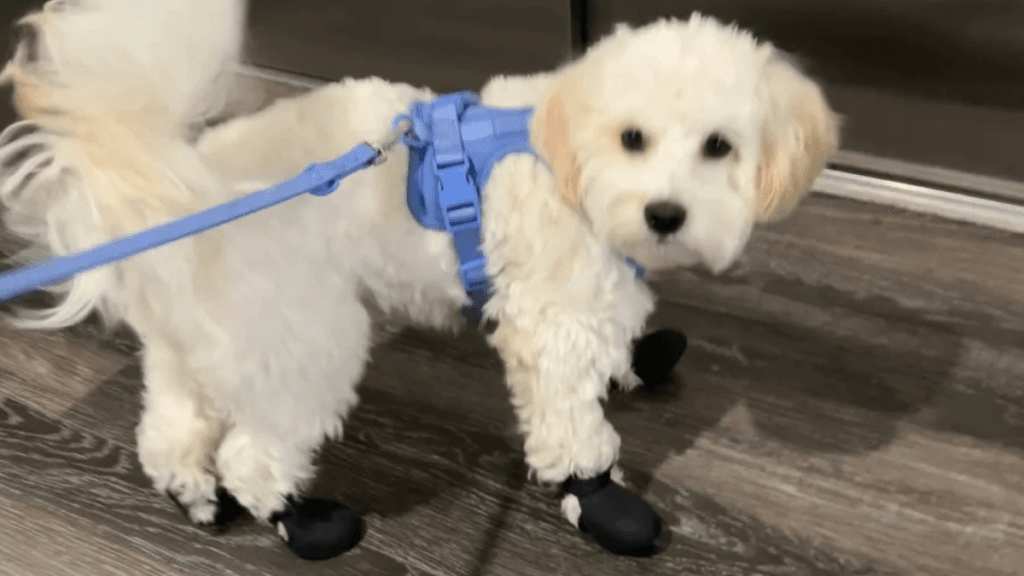 Adorable small white fluffy dog wearing a blue harness standing indoors, ideal for apartment living – representing small dog breeds suitable for smaller homes