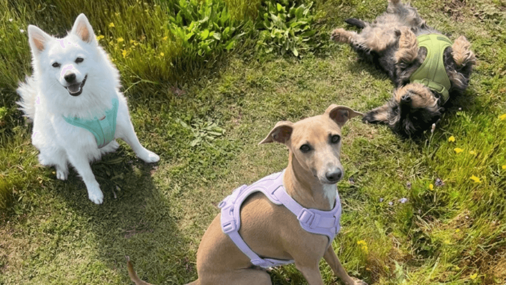 Three dogs wearing MoonianPet harnesses playing together outdoors on grass — can dogs wear a harness all the time during supervised play
