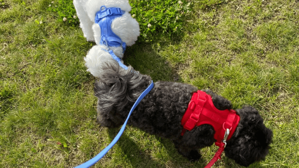 Two dogs walking together outdoors, one wearing a blue harness and the other a red harness, demonstrating how to walk two dogs at once with proper gear