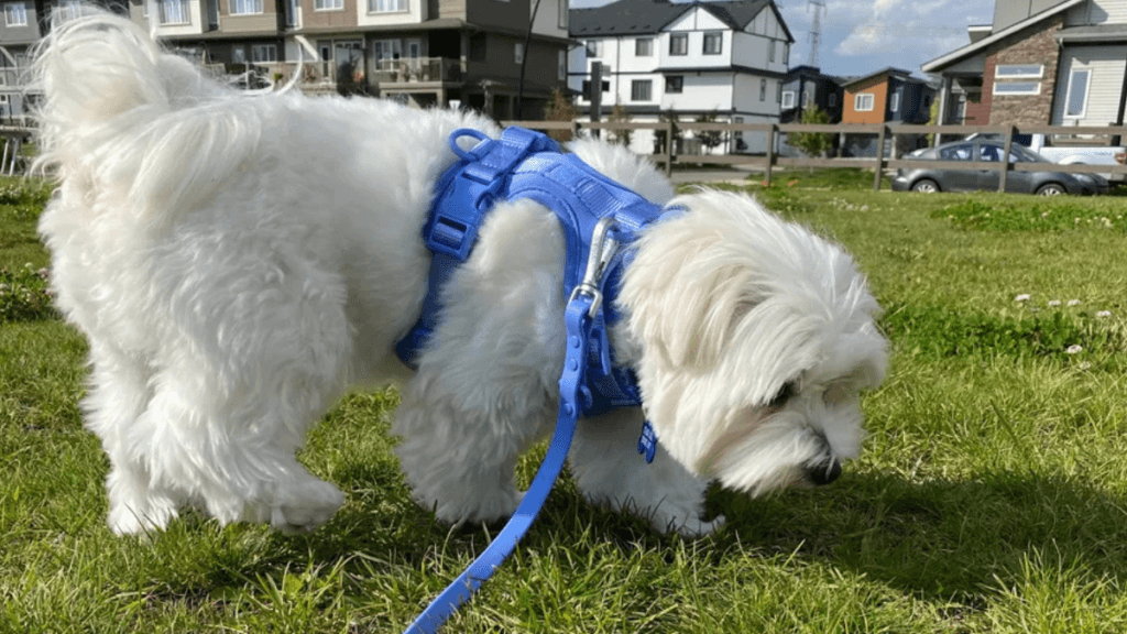 White dog wearing a comfortable sky blue no-pull harness standing on grass, featured in Freedom Harness vs Easy Walk vs No-Pull Harness comparison