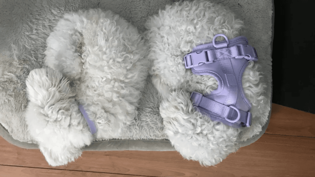 Fluffy white dog resting on a soft gray bed with a purple harness nearby, looking relaxed and low-energy – common sign that a dog may need more exercise
