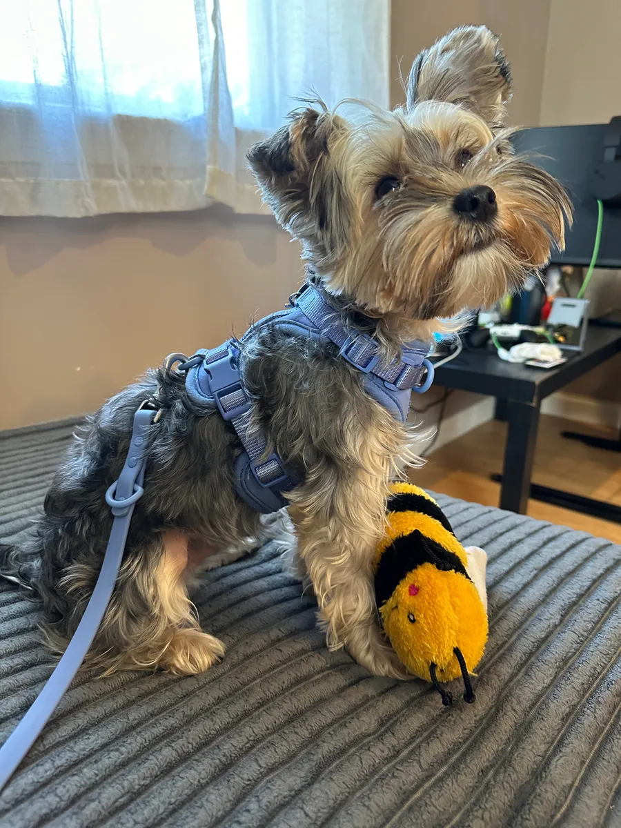 Adorable Yorkshire Terrier (Yorkie) wearing a comfortable sky blue harness, sitting on a bed – perfect example for the best harness options for tiny, energetic small dogs