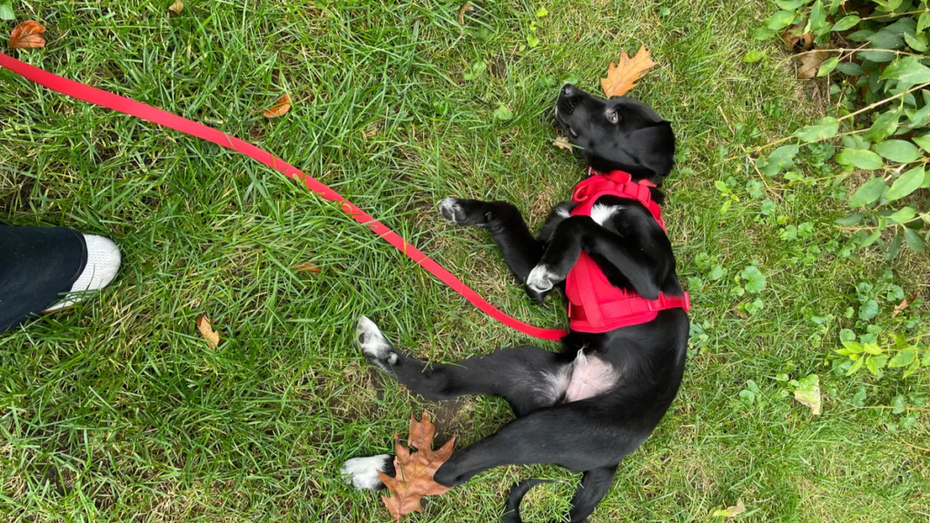 Black puppy wearing a red harness lying comfortably on grass with a 6 foot red leash, demonstrating the standard leash length for daily walks and training