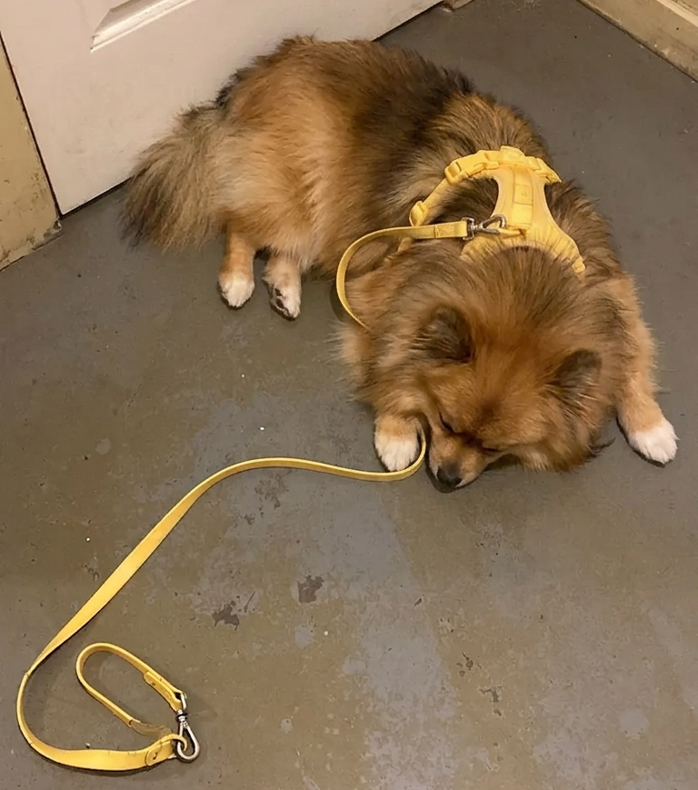 Brown Pomeranian resting on the floor in a yellow harness with matching leash, relaxed after a walk