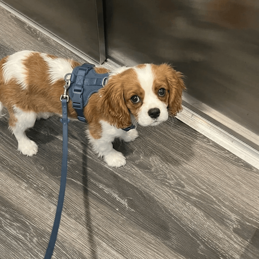 MoonianPet Waterproof Coated WebbingDog Leash, 11 Colors - Image 5