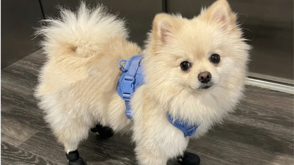Fluffy cream Pomeranian wearing a blue harness standing indoors, showing a comfortable fit for small energetic dogs