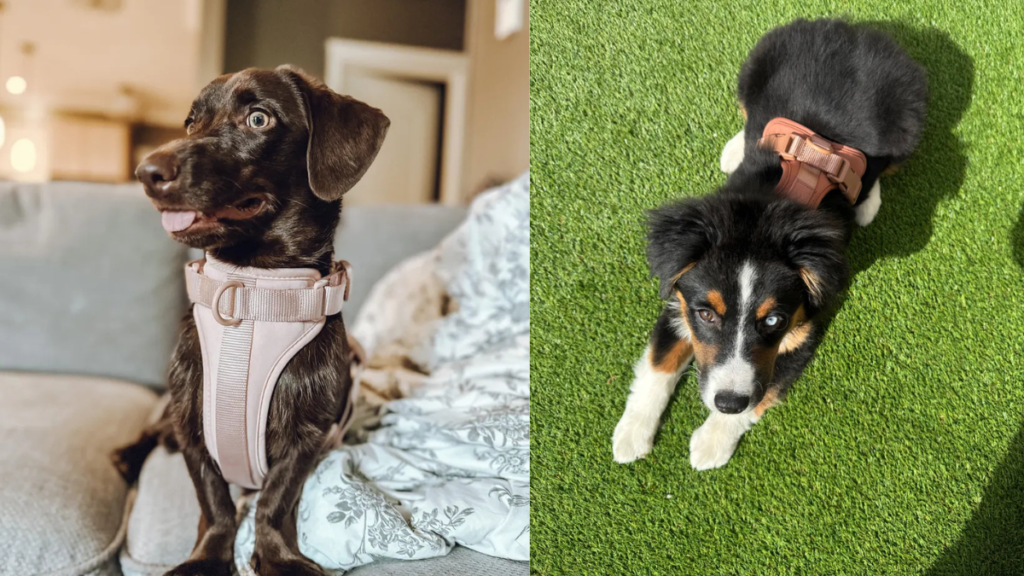 Two dogs wearing comfortable harnesses – one indoors in pink harness and one outdoors in brown harness – showing gentle options suitable for dogs with tracheal collapse