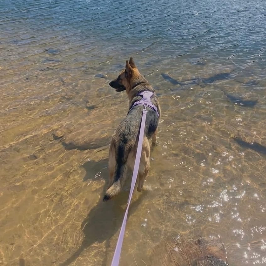 MoonianPet Waterproof Coated WebbingDog Leash, 11 Colors