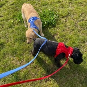 moonianpet-golden-retriever-and-black-dog-wearing-harnesses-on-grass_1