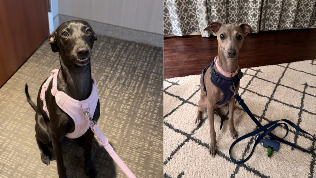 Two Italian Greyhounds wearing pink and blue harnesses, side-by-side comparison showing proper fit for this slender breed