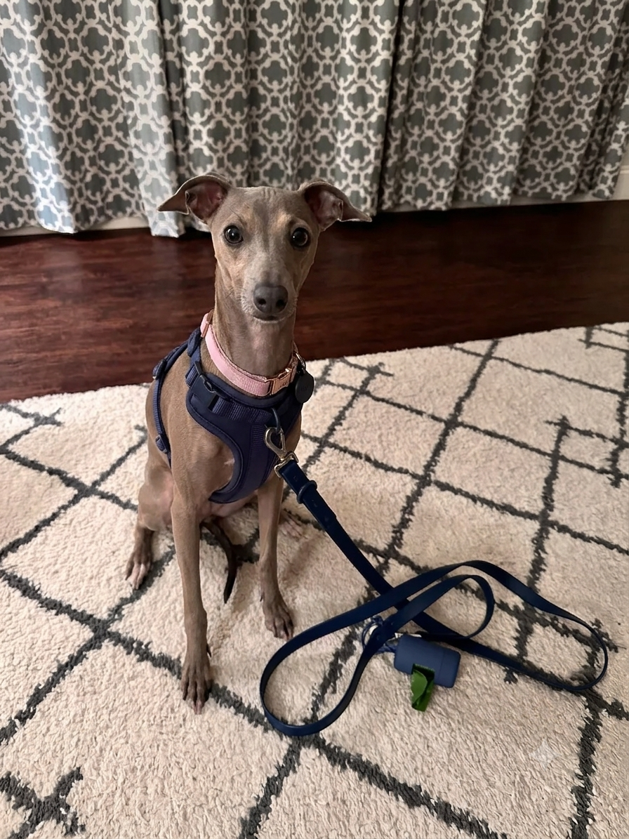 Italian Greyhound sitting on patterned rug wearing a navy blue harness and pink collar, looking alert and ready for a walk
