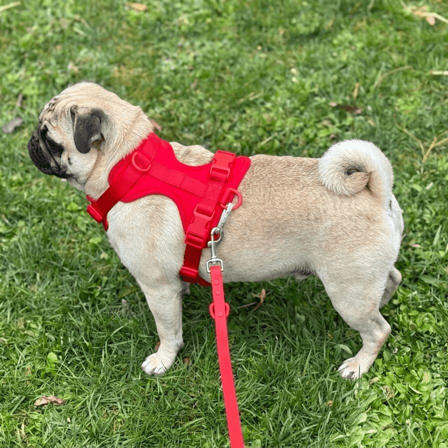 Pug standing on green grass wearing a red harness with leash, side view showing comfortable fit