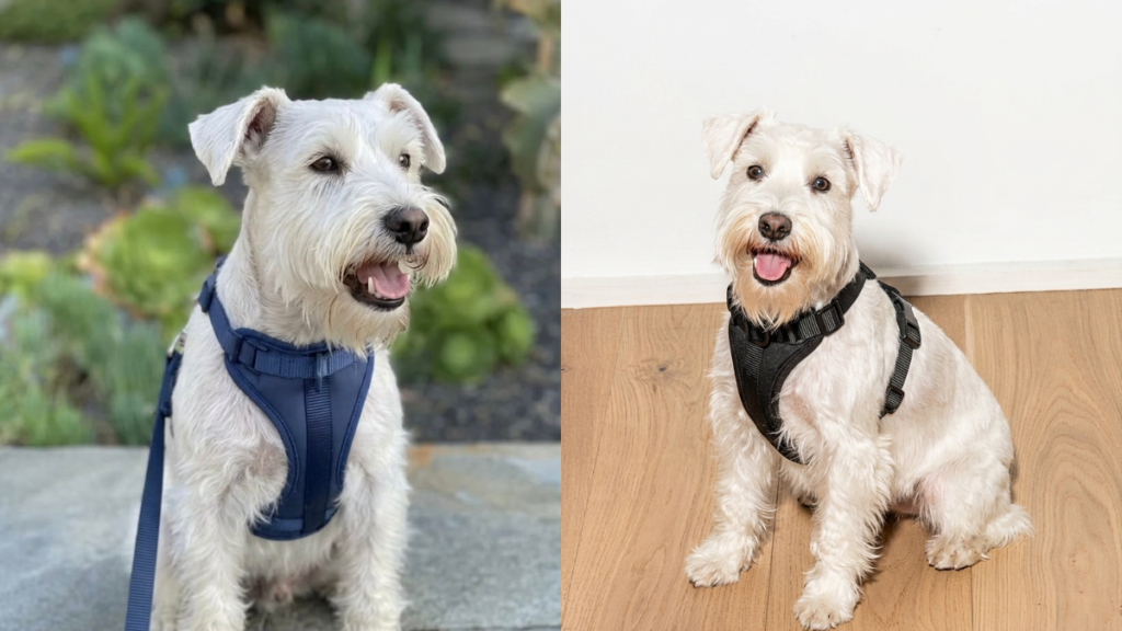 Westie wearing blue harness outdoors and black harness indoors, showing comfortable harness options for sturdy small dogs like West Highland White Terriers