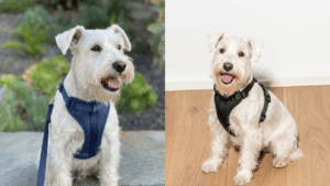 Dog Harness With Name: The Best Way to ID Your Dog