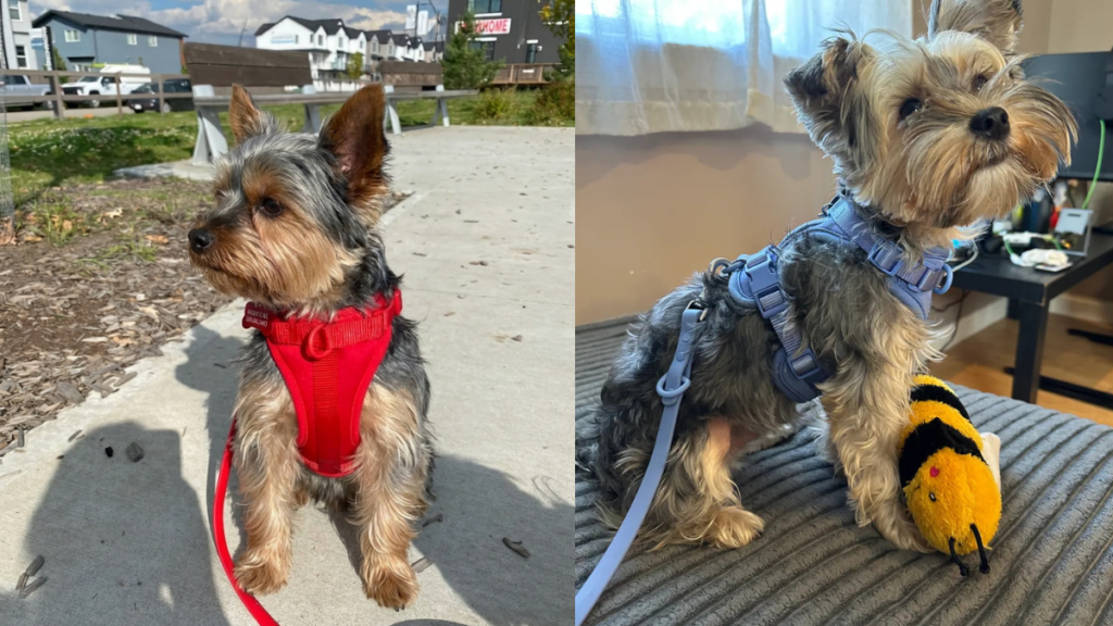 Yorkshire Terrier (Yorkie) wearing red harness outdoors and blue harness indoors, showing comfortable and stylish harness options for small energetic dogs