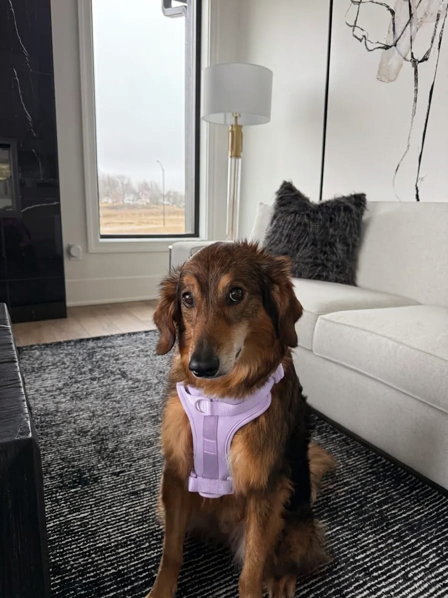 Dachshund wearing a purple MoonianPet no-pull harness indoors — comfortable harness paired with an ID collar