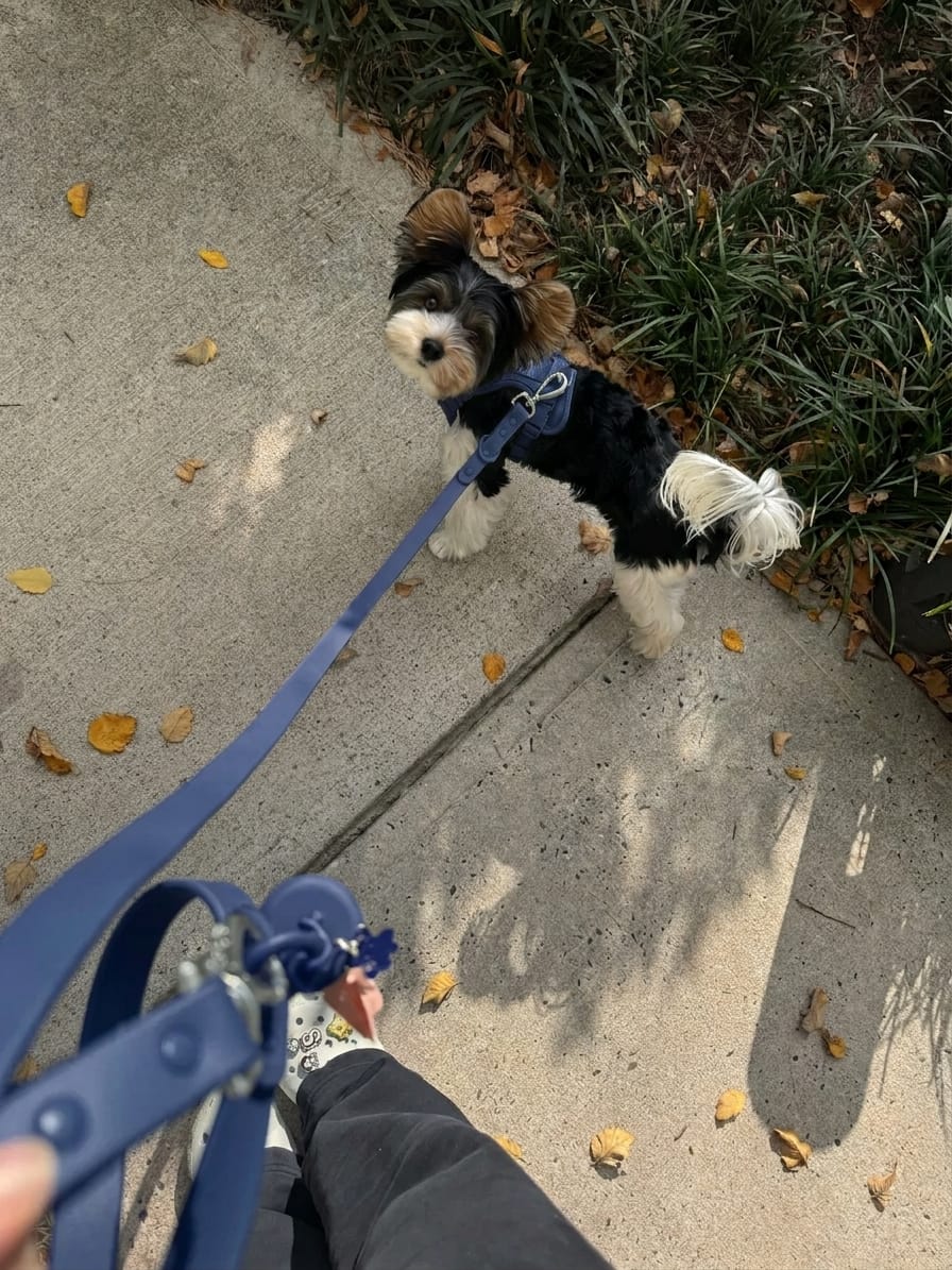 Havanese wearing a navy MoonianPet no-pull harness and leash walking on a sidewalk — front clip harness for everyday walking