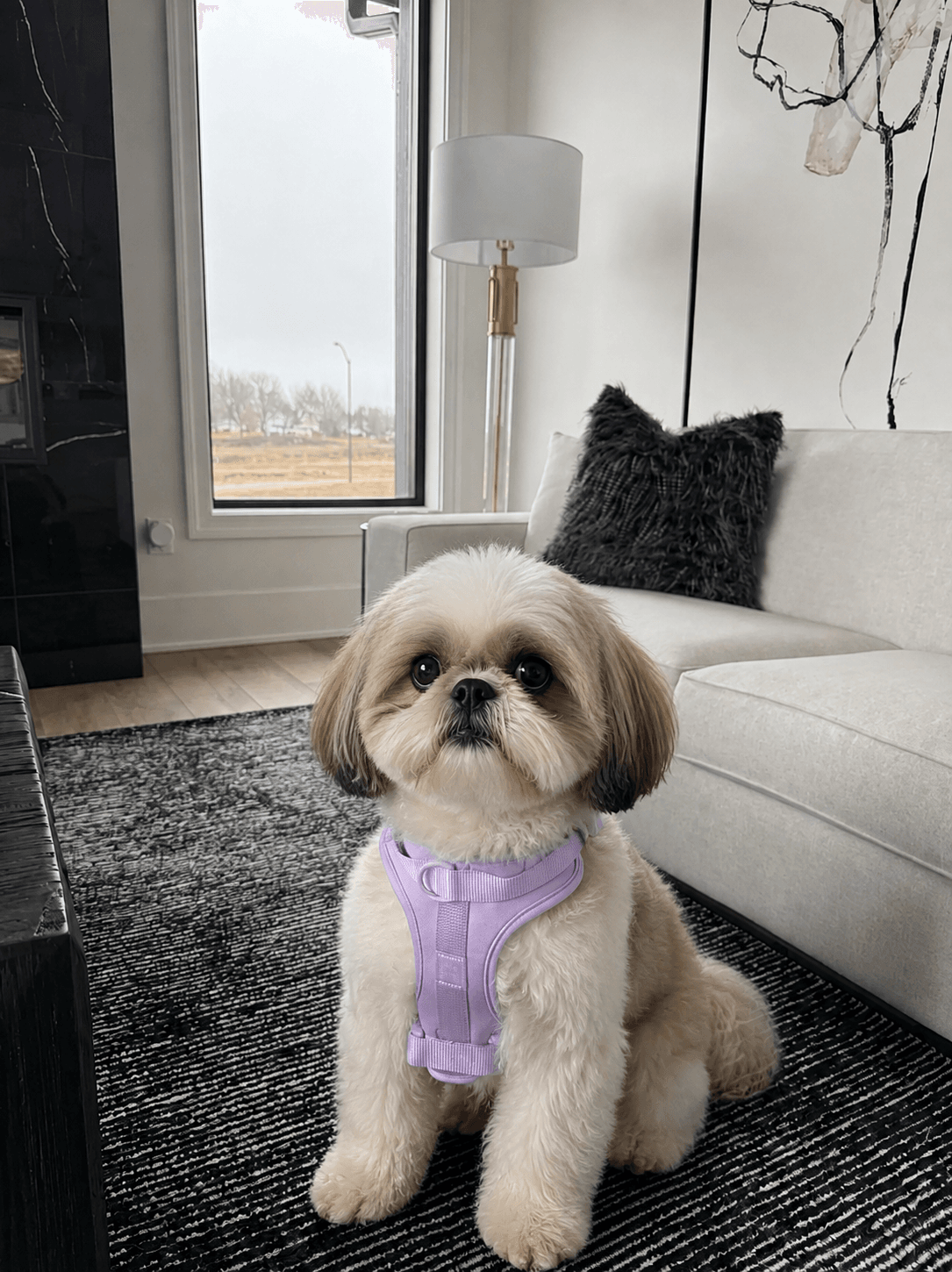 Shih Tzu wearing a lavender MoonianPet no-pull harness sitting indoors — soft neoprene chest pad for broad-chested breeds
