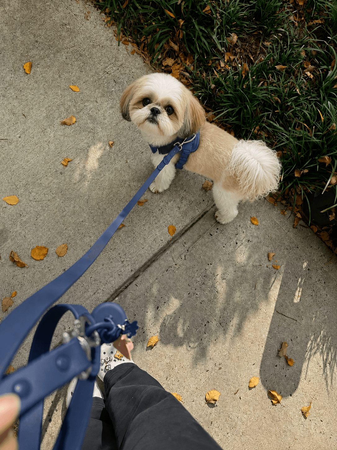 Shih Tzu wearing a navy MoonianPet no-pull harness and leash walking on a sidewalk — matching harness and leash set for everyday walks