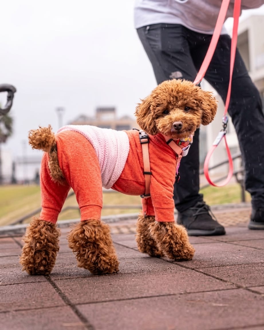 Poodle wearing the pink and sky blue hands-free leash