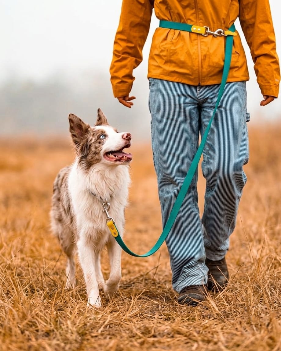 Owner walking an Australian Shepherd using the waist-worn hands-free dog leash