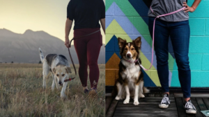 Dog First Aid Kit Checklist: What to Pack for Outdoor Adventures