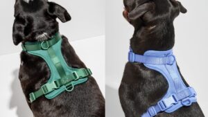 How to Tighten a Dog Harness: The Fit Test That Prevents Escapes